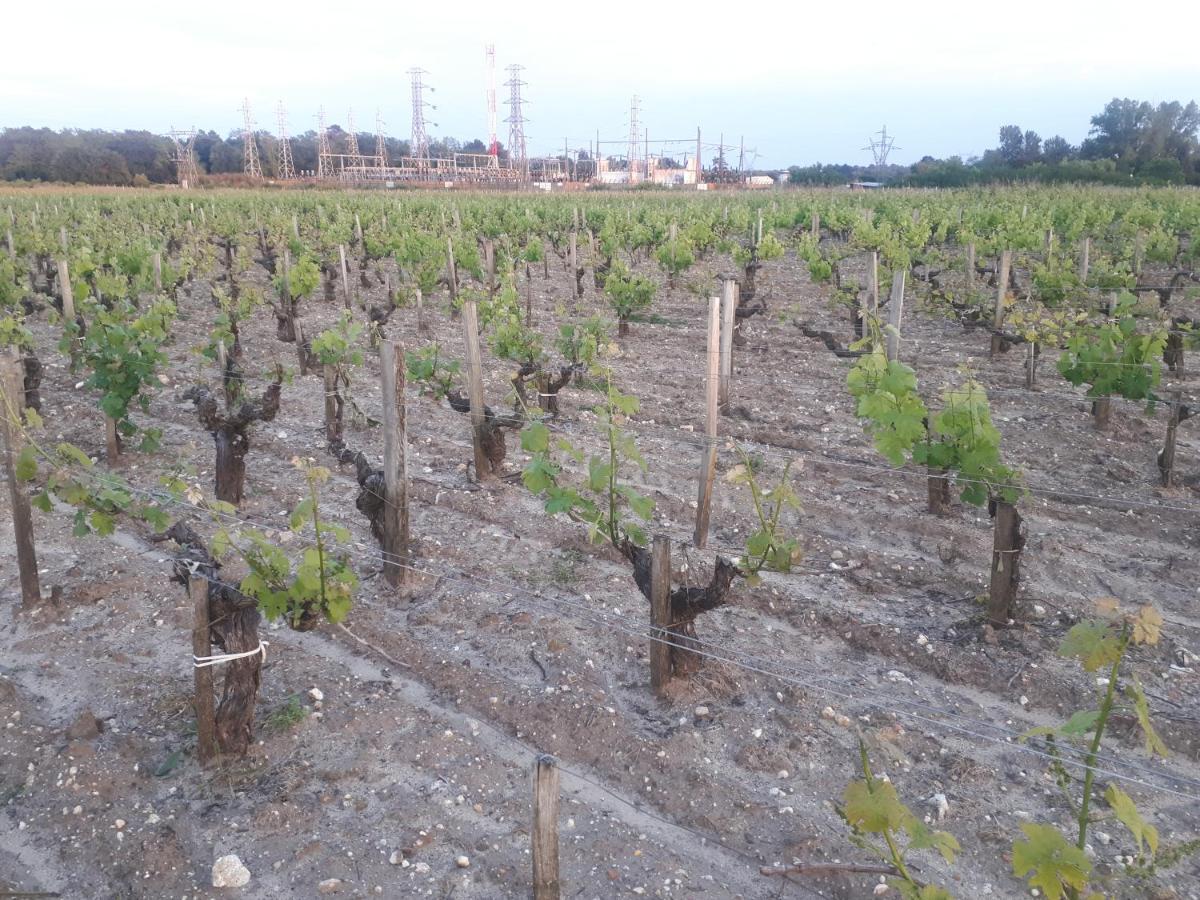 Chateau Gunes Cissac-Medoc Luaran gambar